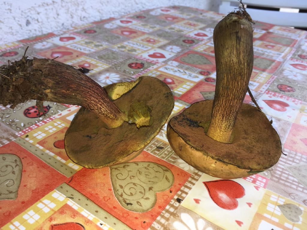 Boletus luridus?
