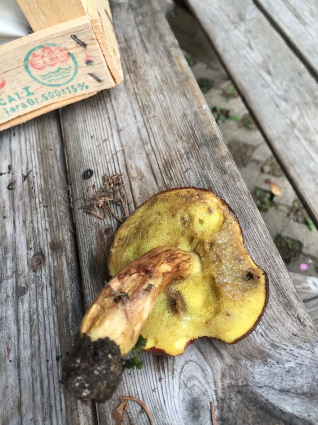 Boletacea. Ma quale?