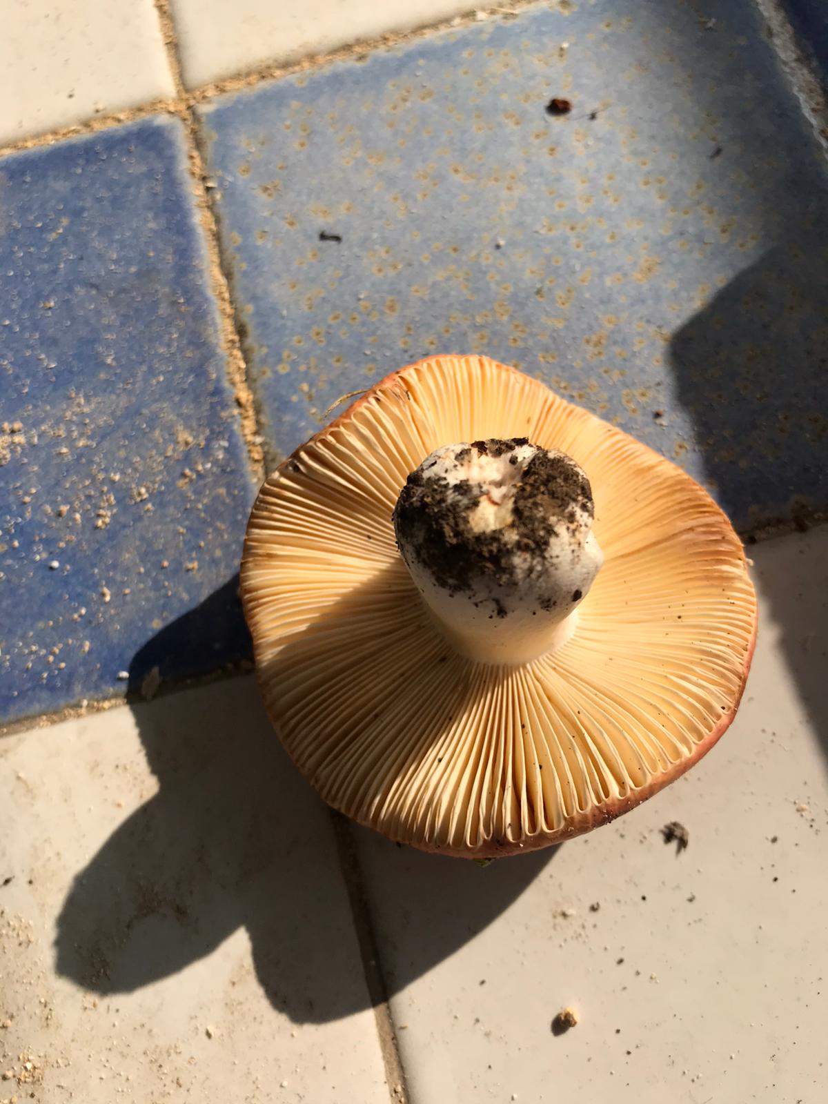 Russulae da determinare