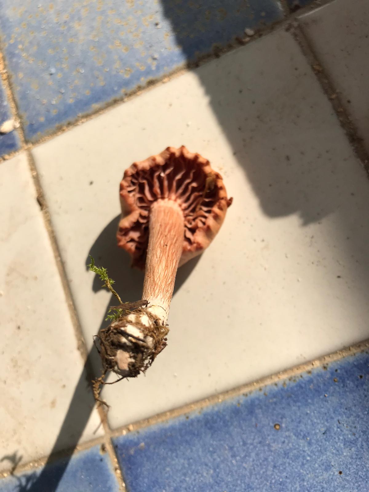 Fungo da determinare