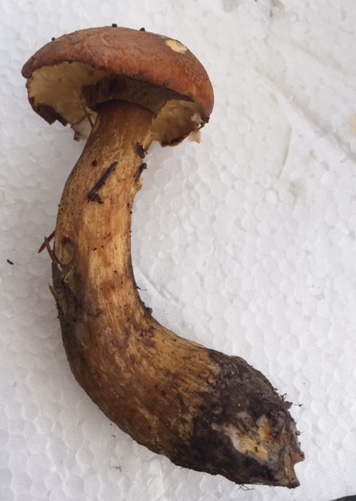 Suillus sp?