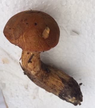 Suillus sp?