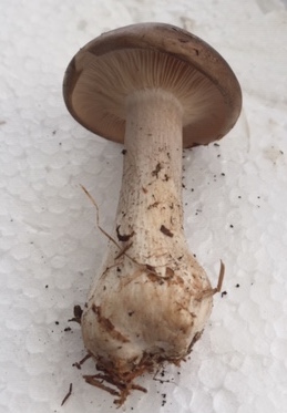 Clitocybe nebularis?