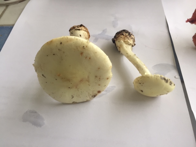 Amanita phalloides?