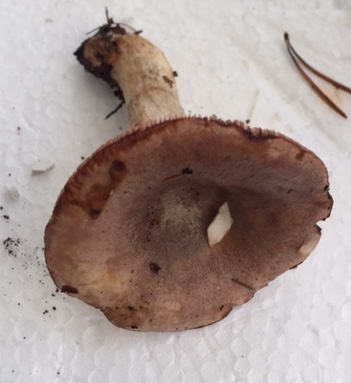 Lactarius da determinare