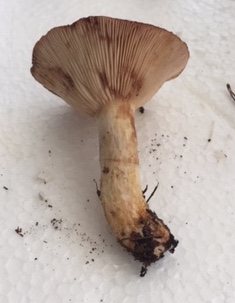 Lactarius da determinare