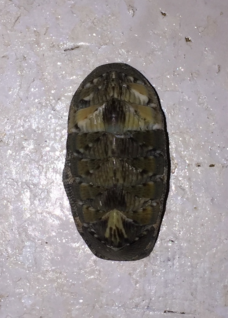 Isnochiton sp.?