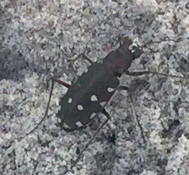 Cicindela de la playa: Calomera littoralis fiorii (Carabidae)