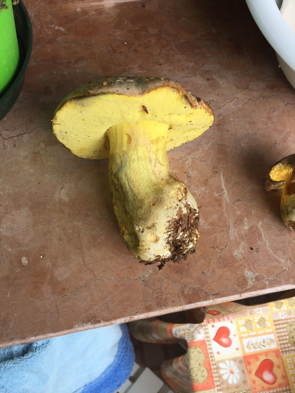 Boletus regius?