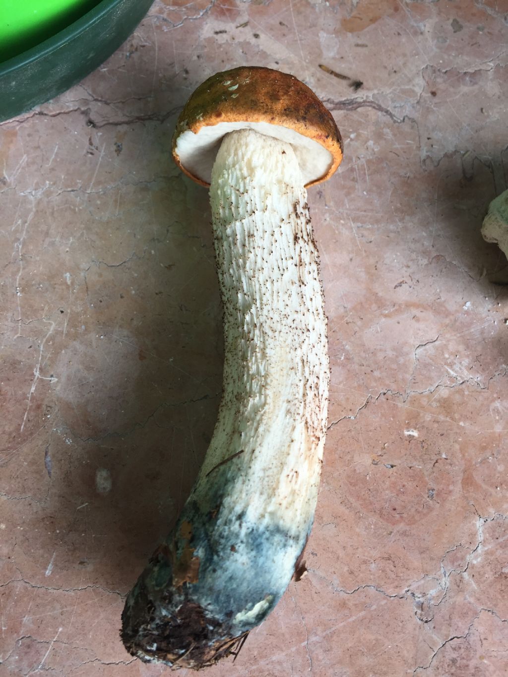 Leccinum vulpinum?