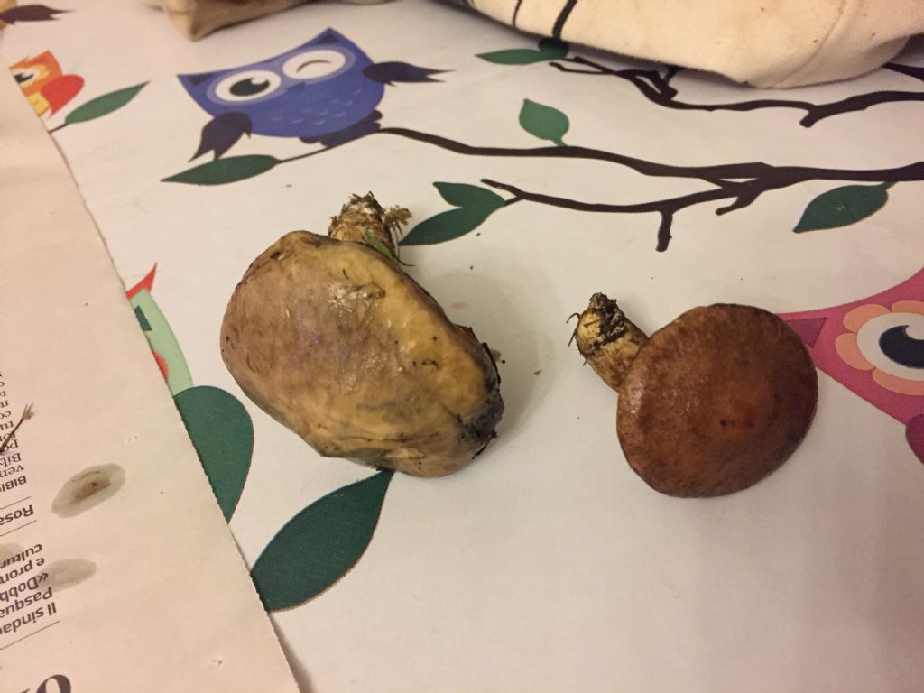 Suillus viscidus