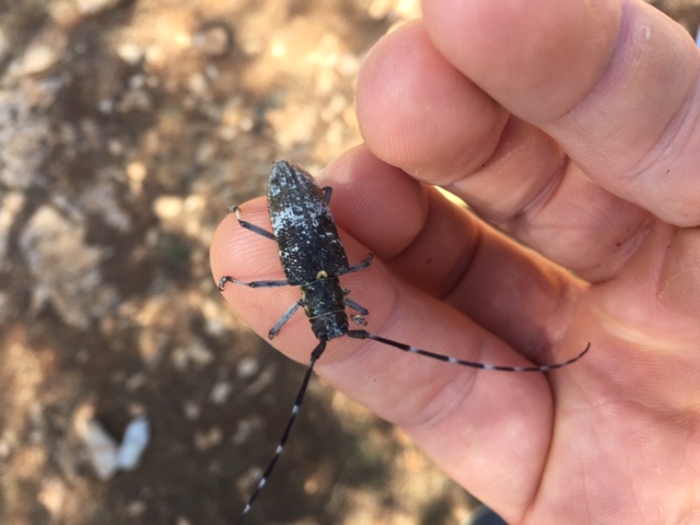 Cerambycidae: Monochamus galloprovincialis,  femmina