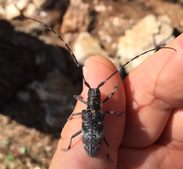 Cerambycidae: Monochamus galloprovincialis,  femmina