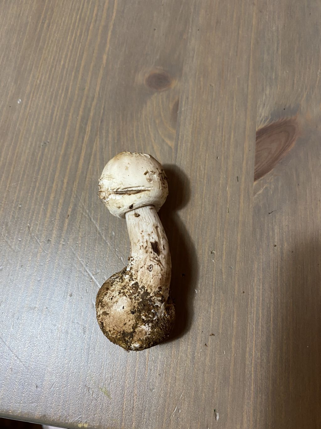 Agaricus sp.?