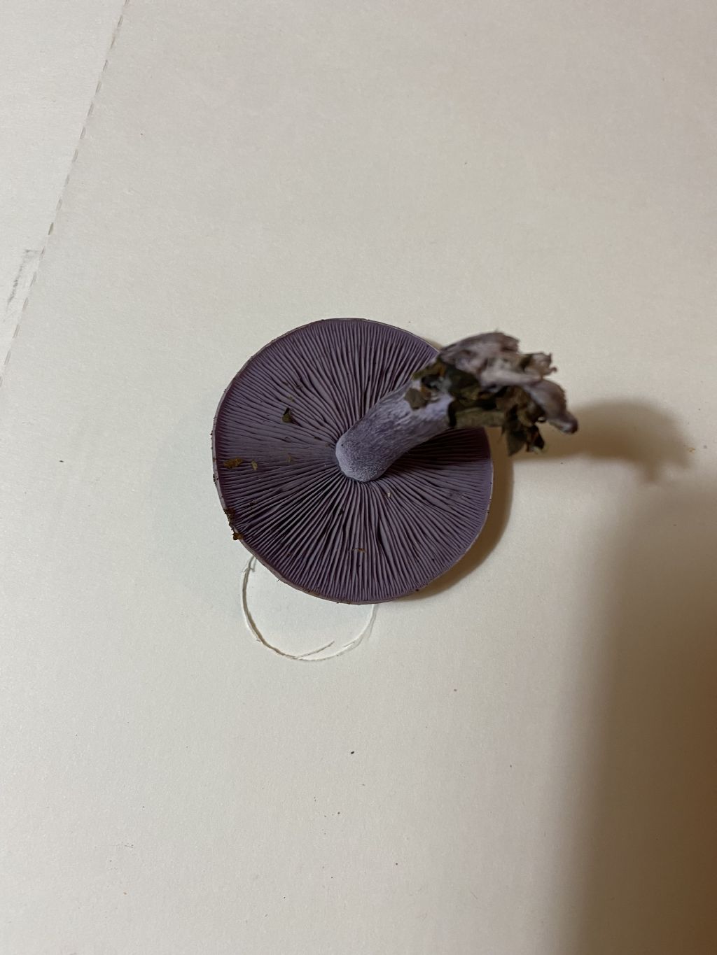 Fungo viola da identificare. C. violaceus?