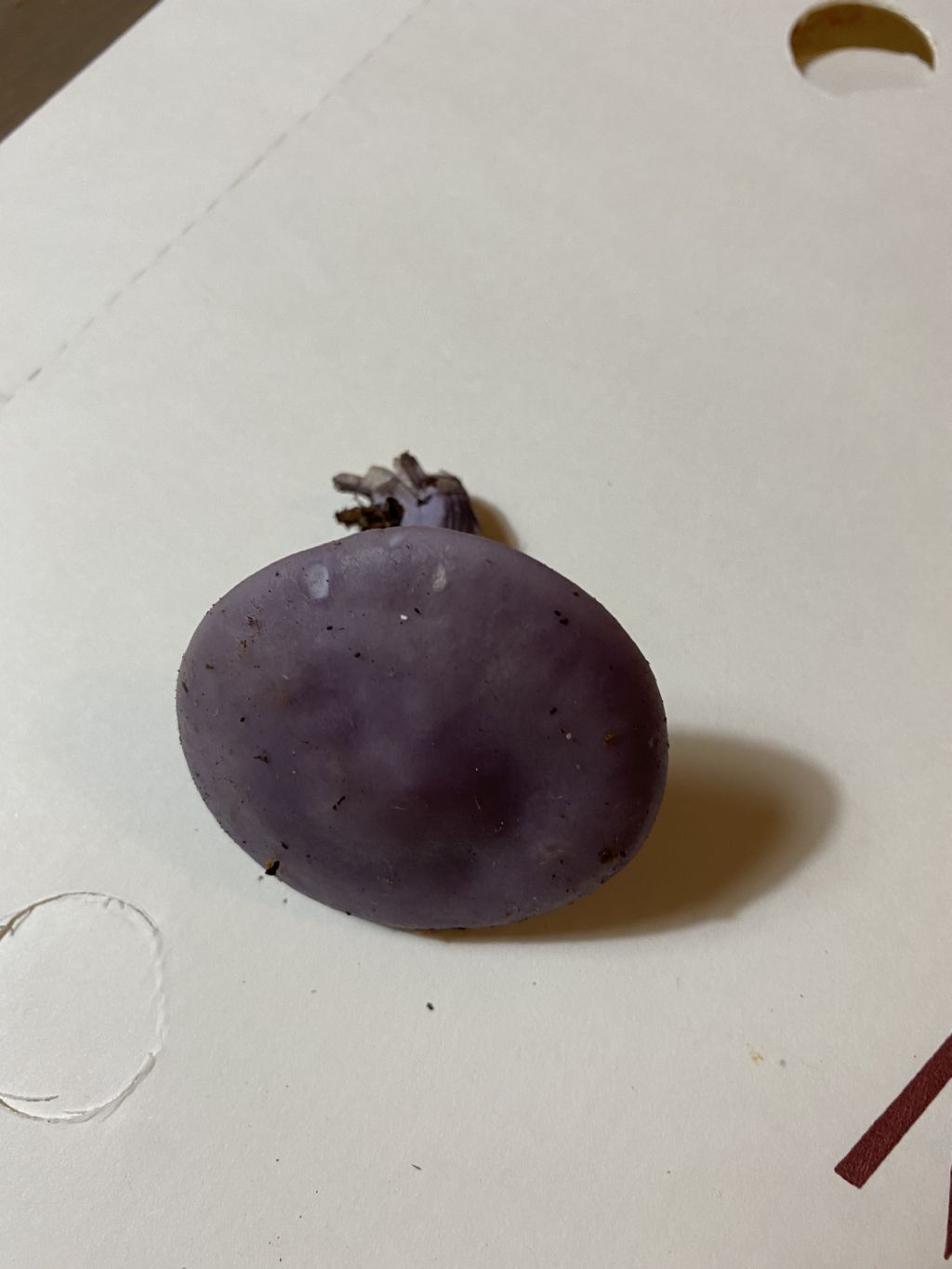 Fungo viola da identificare. C. violaceus?