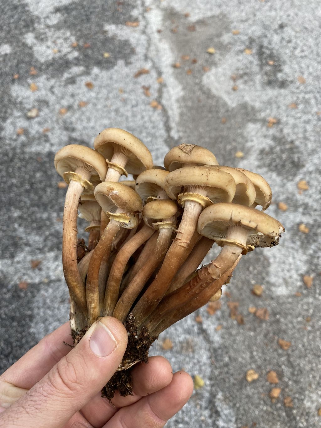 Armillaria mellea?