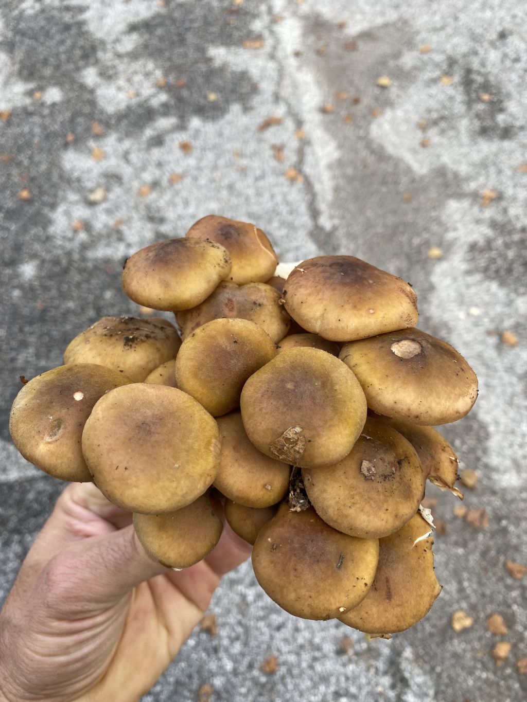 Armillaria mellea?