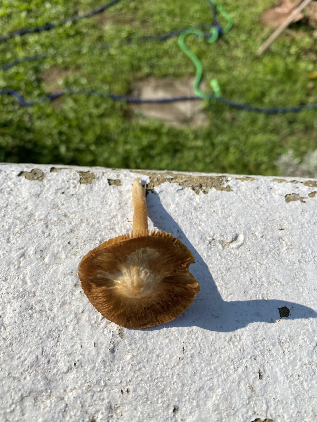 Marasmius oreades?