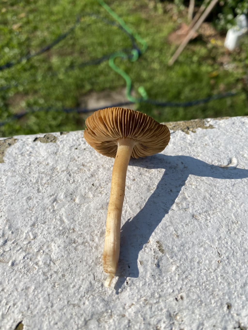 Marasmius oreades?