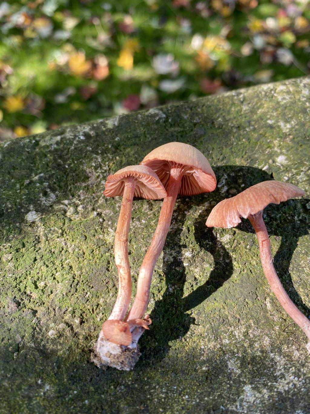 Marasmius oreades?