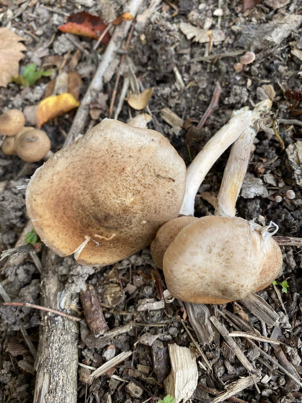 Armillaria sp.