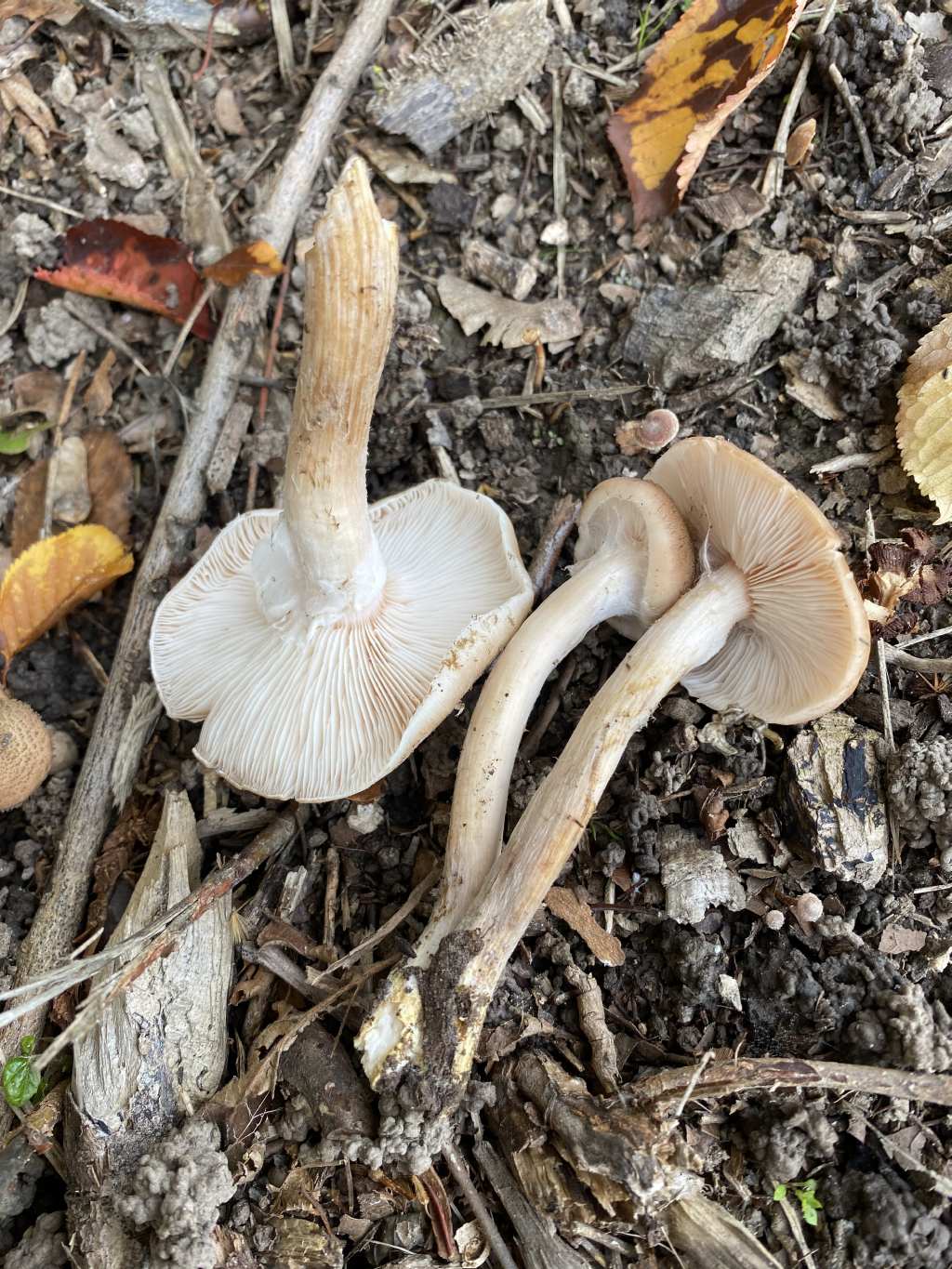 Armillaria sp.