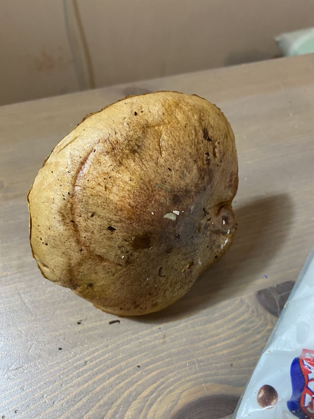 Suillus collinitus o granulatus?