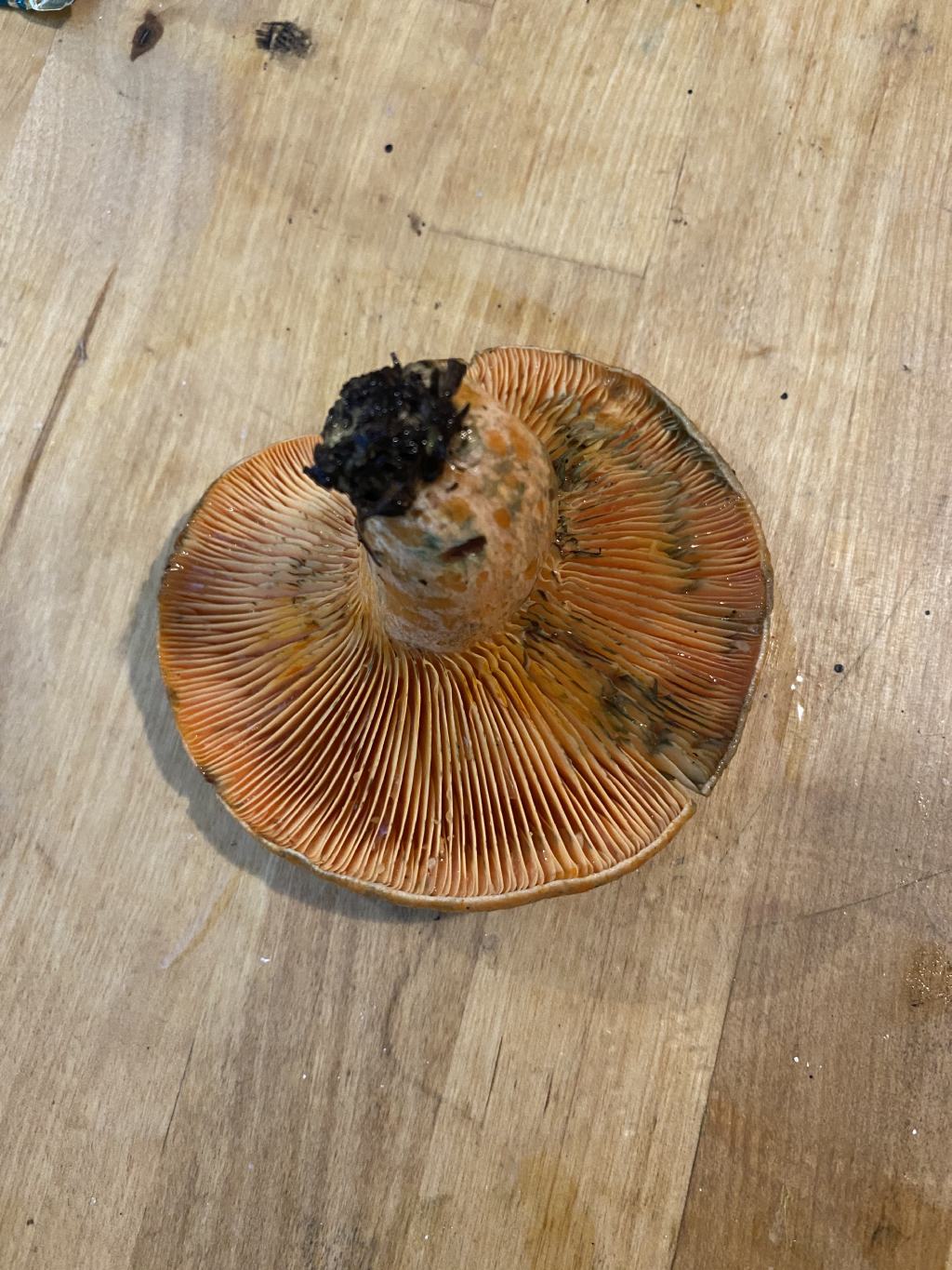 Lactarius deliciosus?