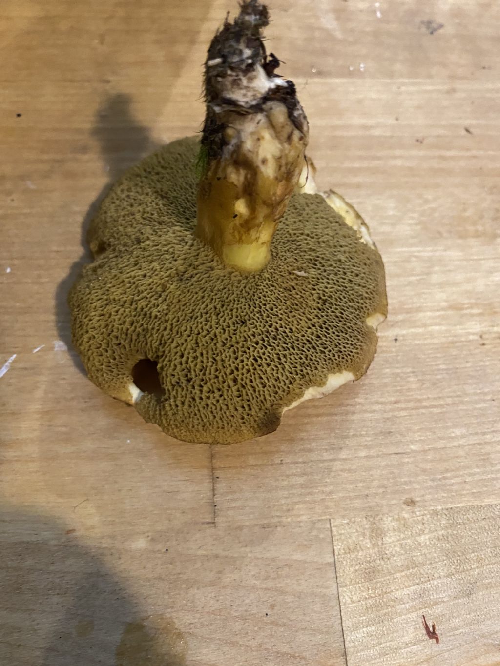 Suillus sp.?