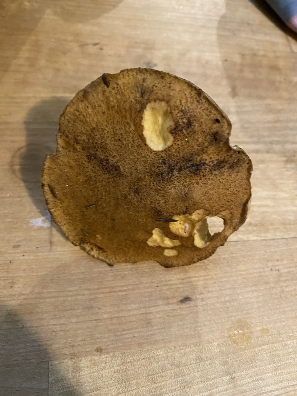 Suillus sp.?
