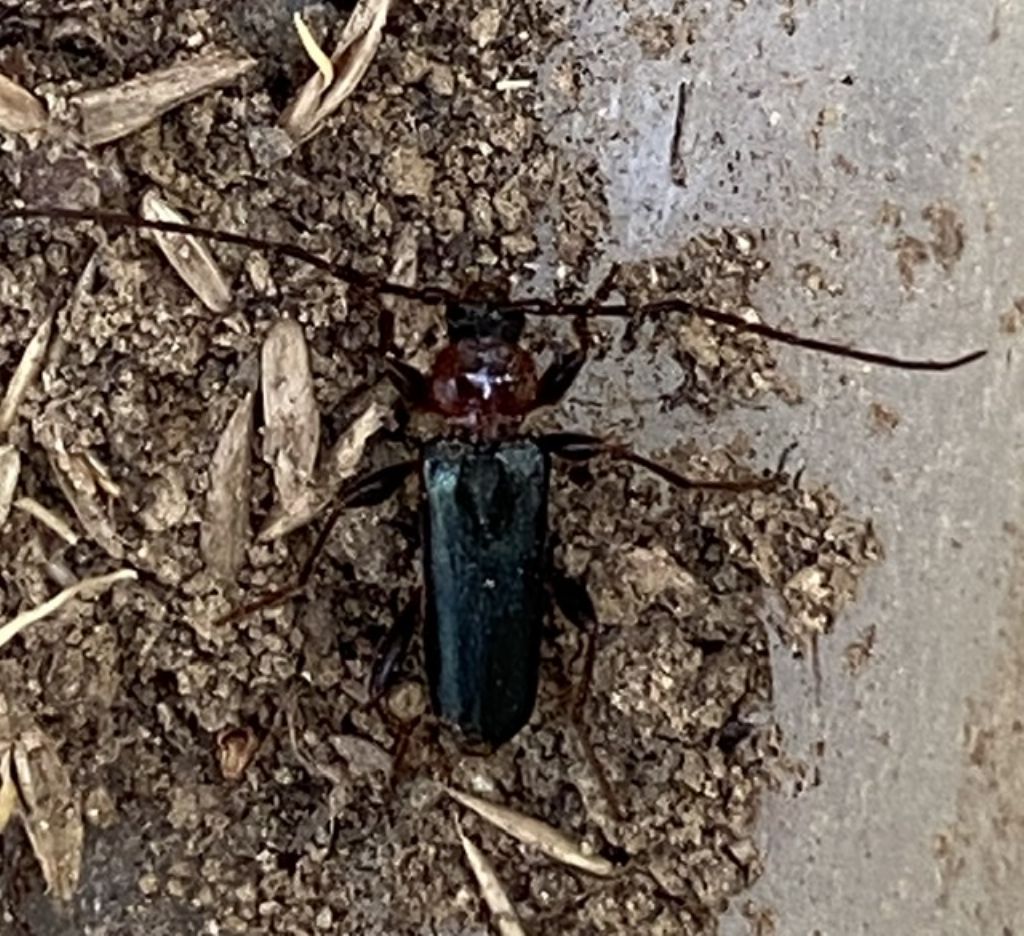 Certallum ebulinum?