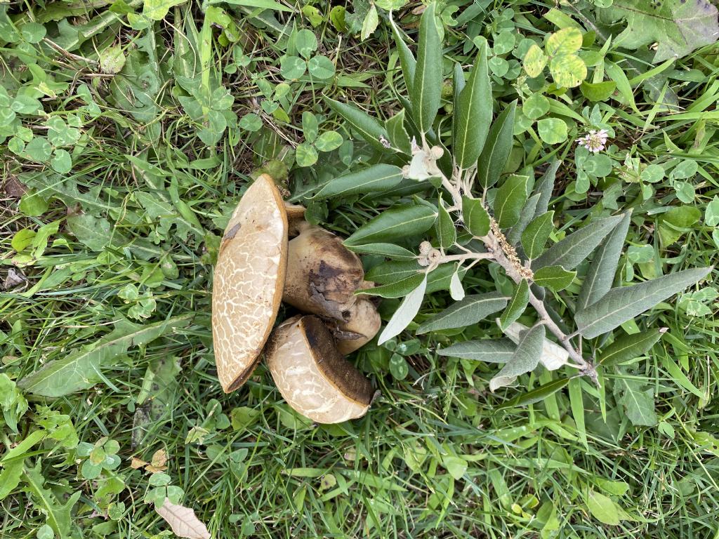 Boletus di pianura