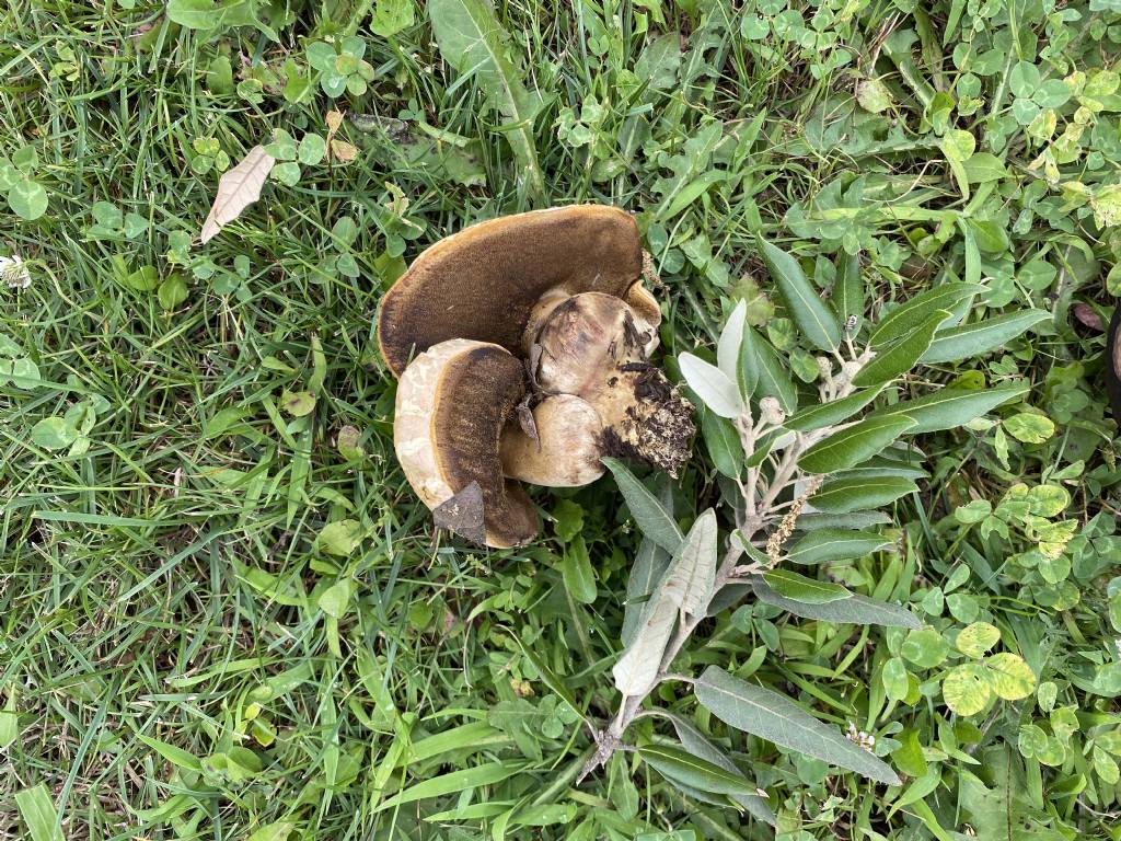 Boletus di pianura