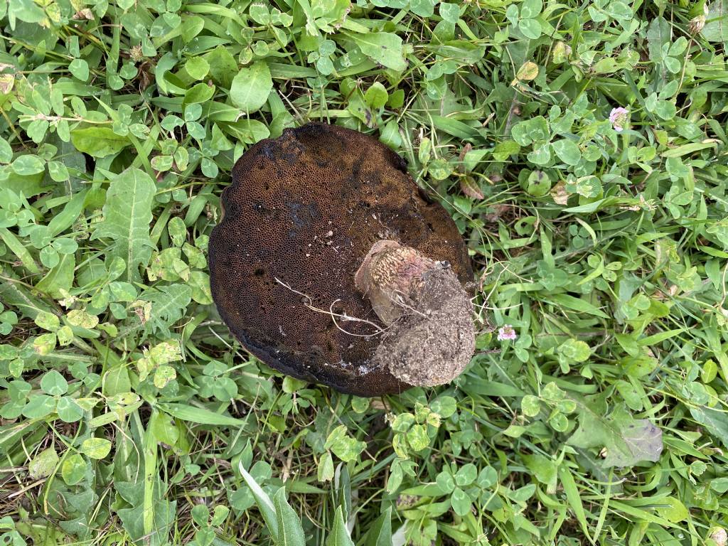 Altro Boletus di grossa taglia