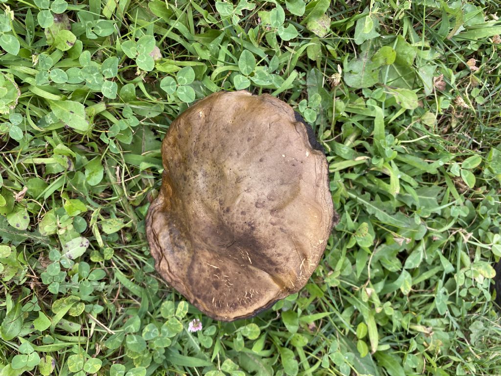 Altro Boletus di grossa taglia