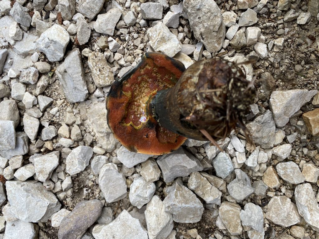Boletus luridus