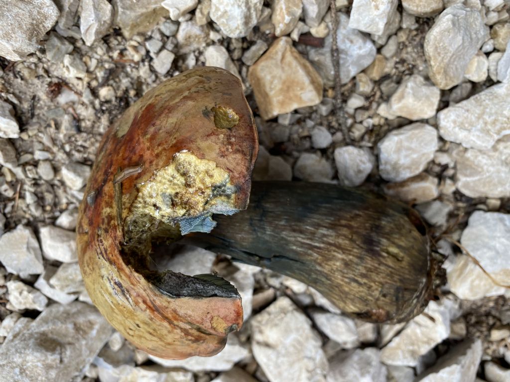 Boletus luridus