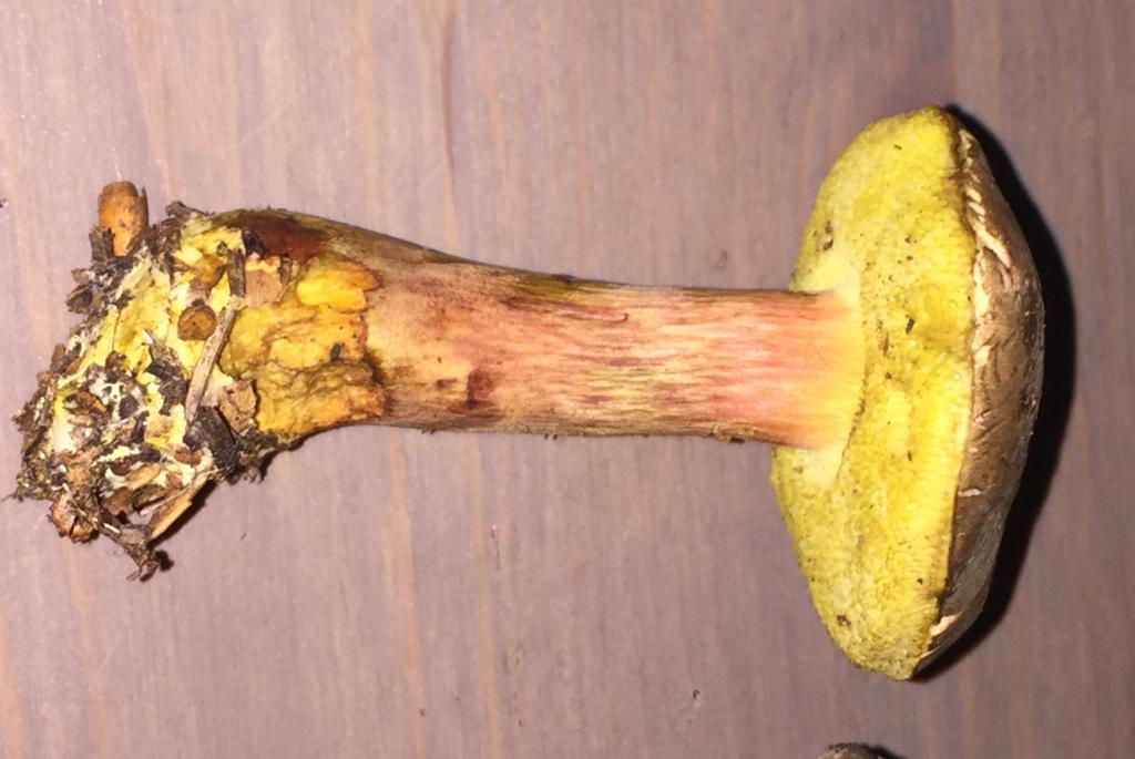 Xerocomus ferrugineus?