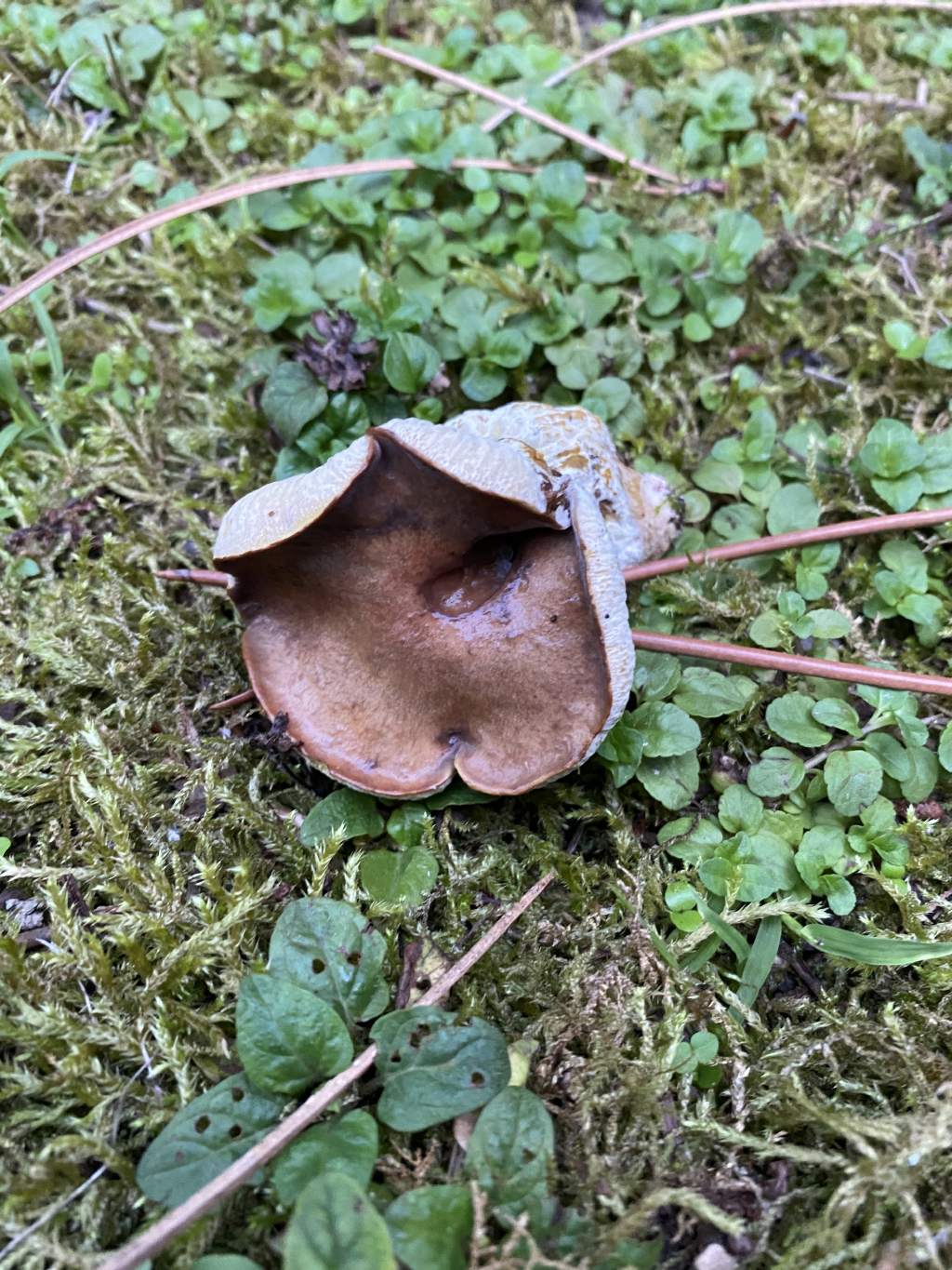 Fungo di pineta marittima