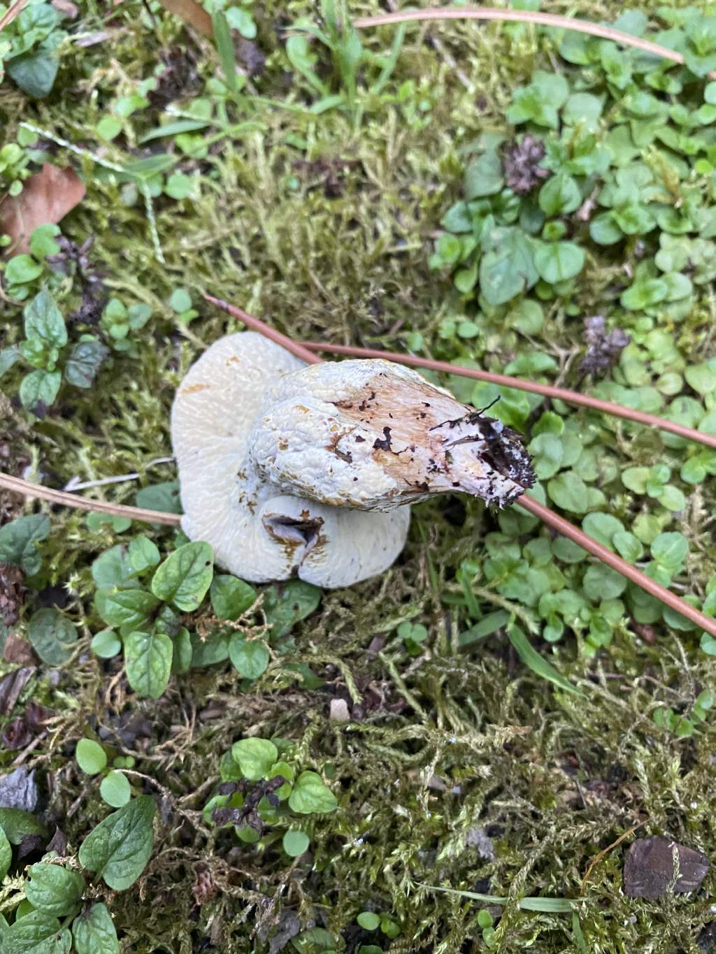 Fungo di pineta marittima