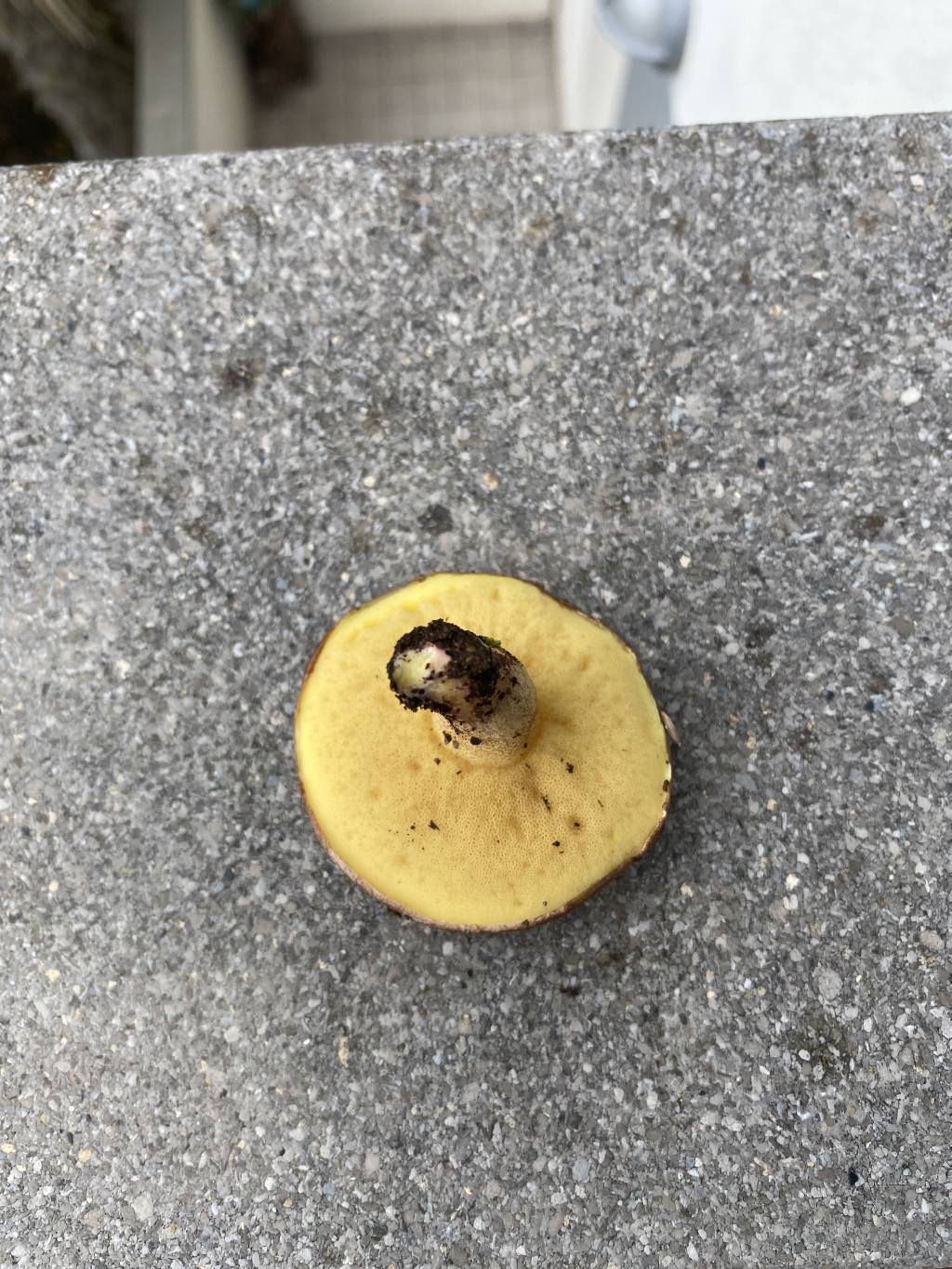 Fungo di pineta marittima