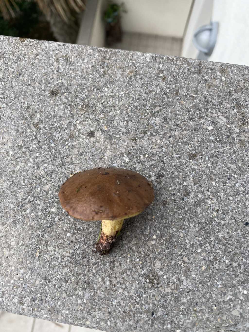 Fungo di pineta marittima