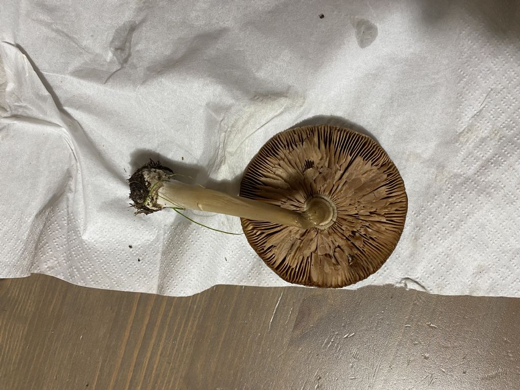 Amanita vaginata?