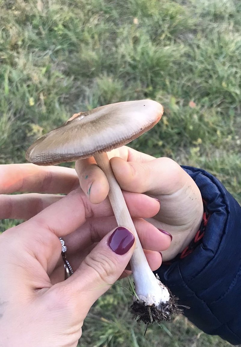 Amanita vaginata?