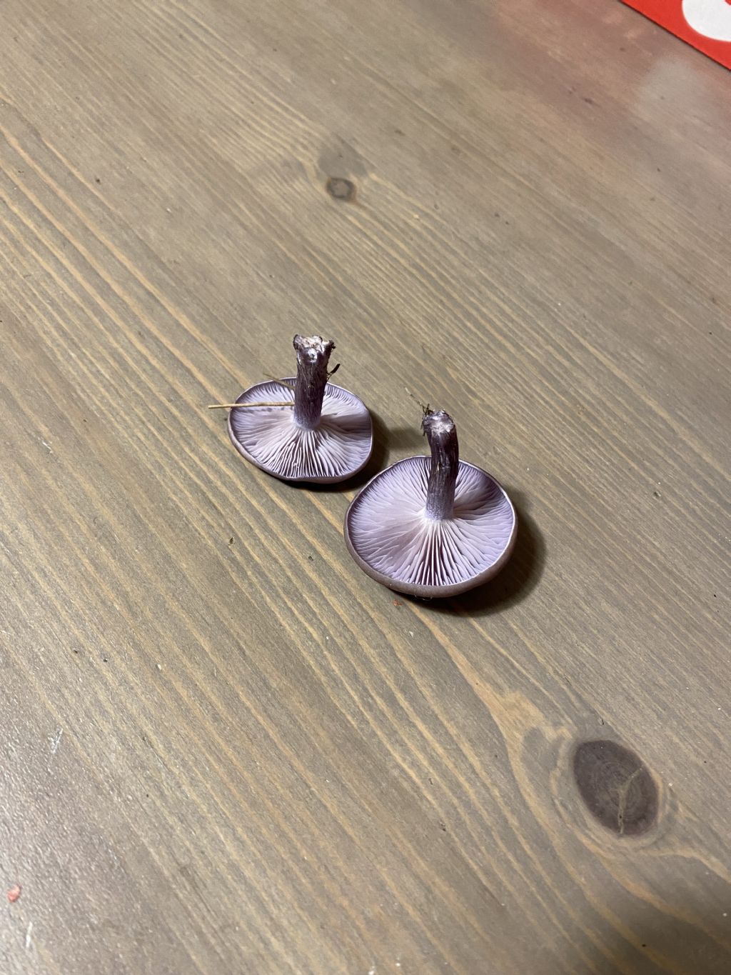 Lepista nuda ?