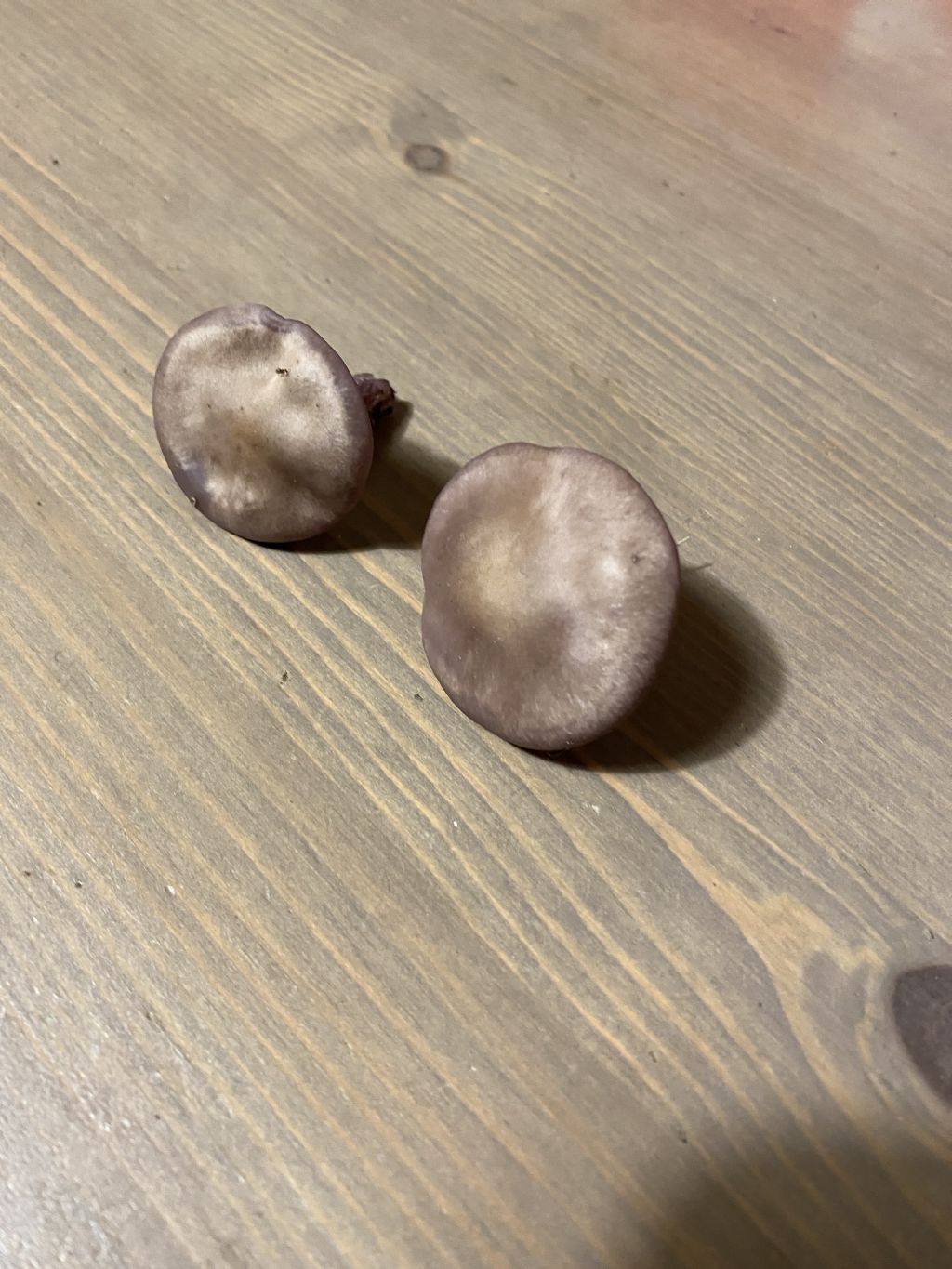 Lepista nuda ?