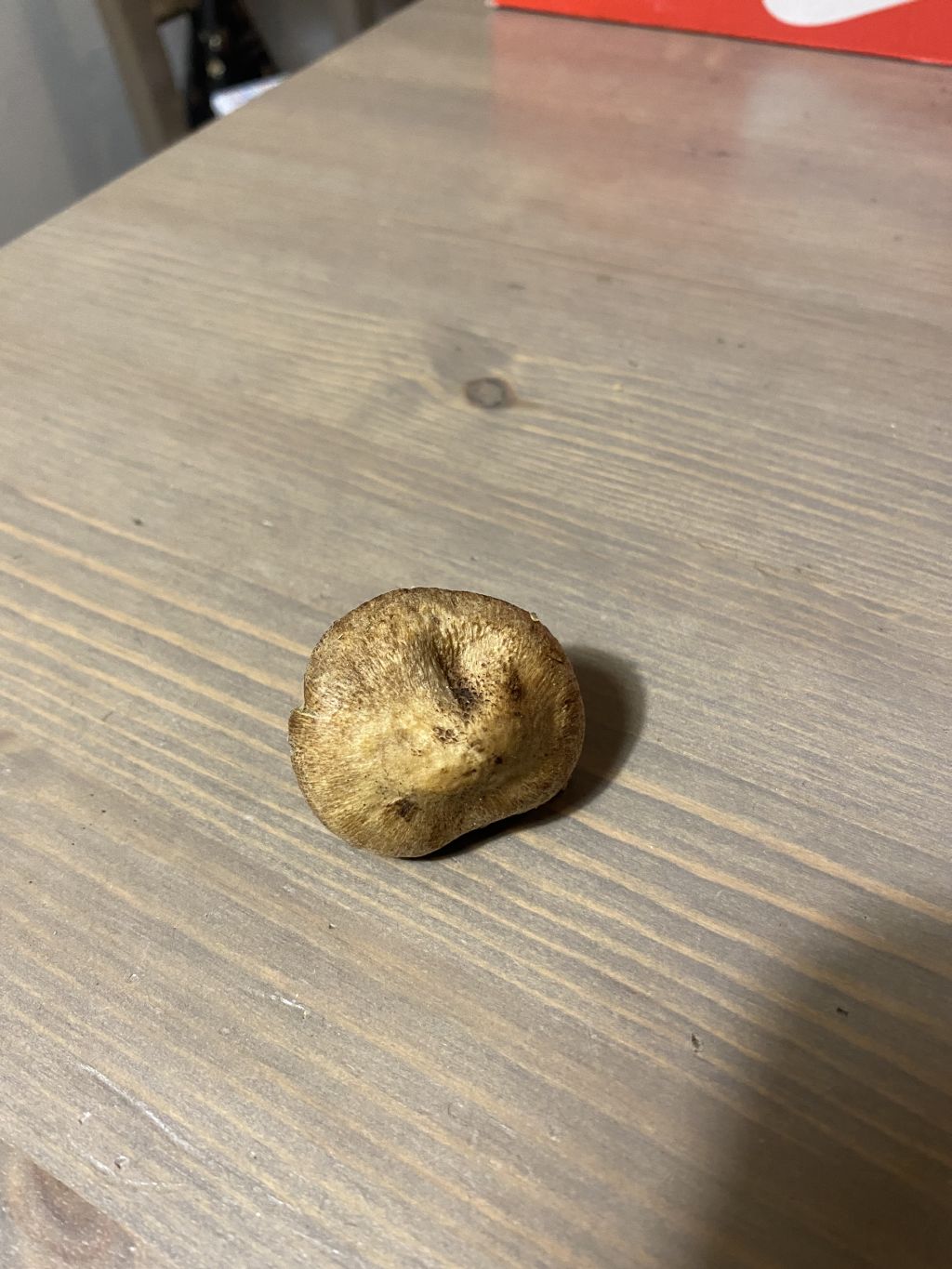Cortinarius sp?