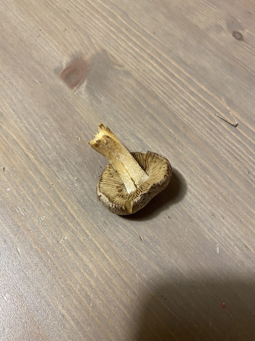 Cortinarius sp?