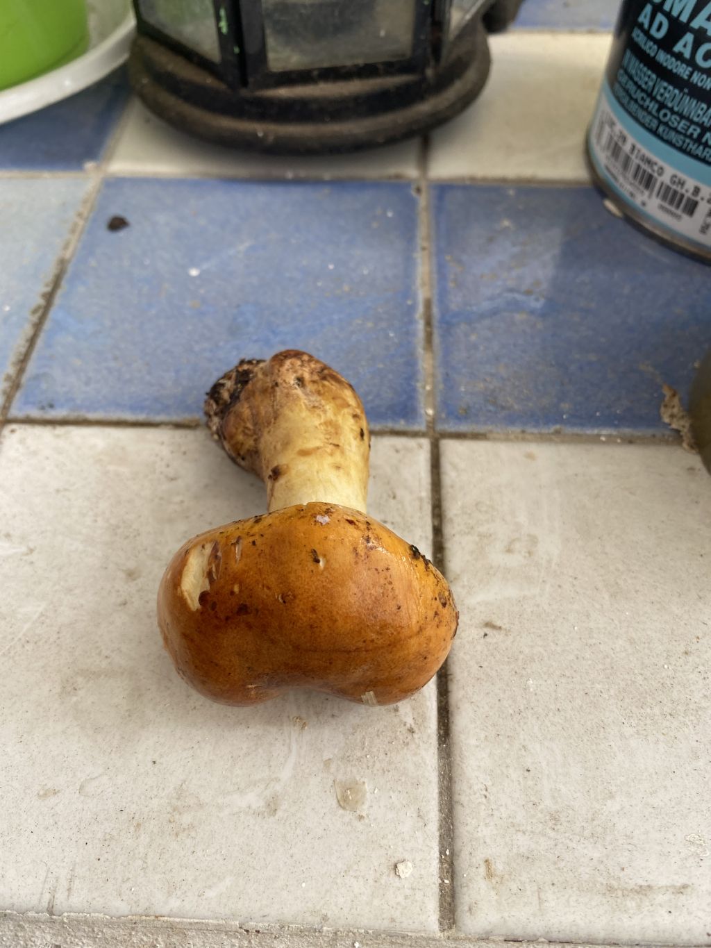 Cortinarius sp. ?